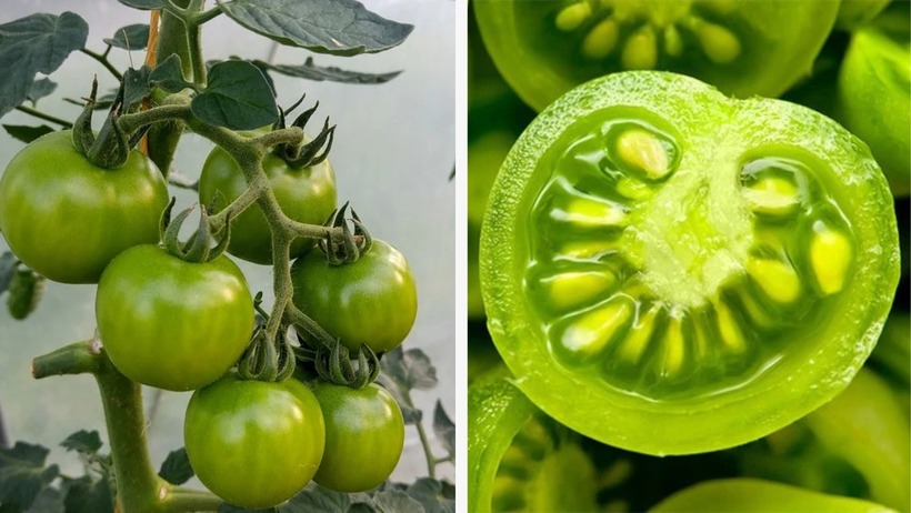 Loại rau đứng đầu danh sách “vua hại gan”, còn ăn đừng trách gan sớm hỏng- Ảnh 1.