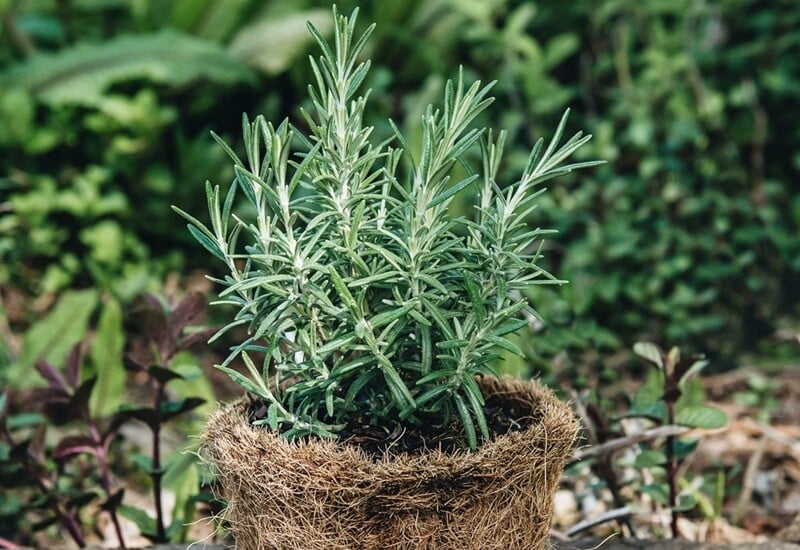 Trồng cây đuổi muỗi