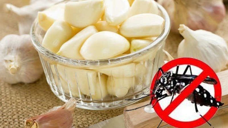 Dùng tỏi để đuổi muỗi 