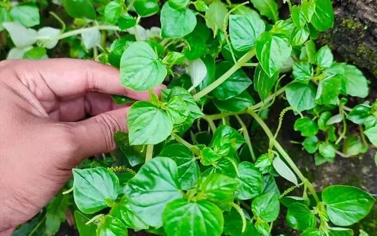 Rau càng cua là loại cây thân mềm, mọc sát đất, thường xuất hiện ở những nơi ẩm ướt như góc vườn, bờ tường hay sau mưa. Trước đây, nhiều người xem đây là cỏ dại, nhưng hiện nay nó đã trở thành nguyên liệu quen thuộc trong các món ăn dân dã.